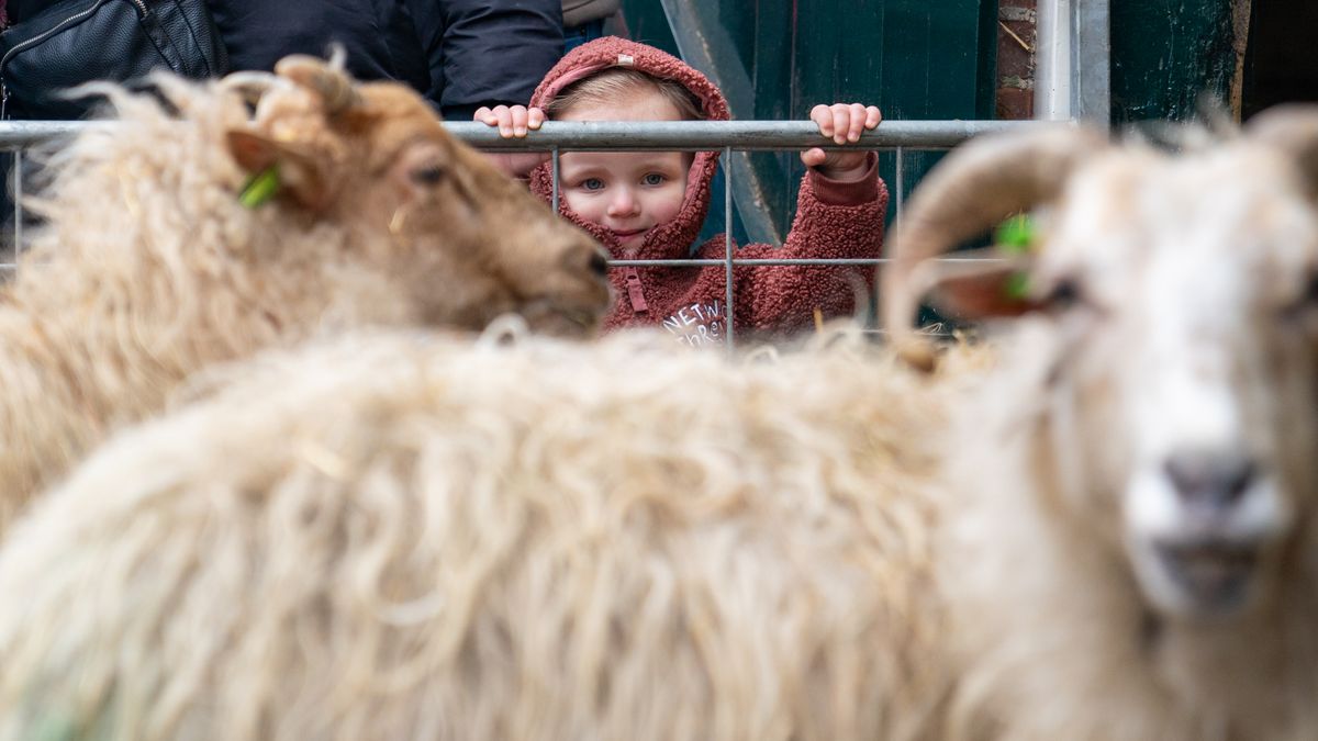 In beeld: een heleboel lammetjes in Exloo