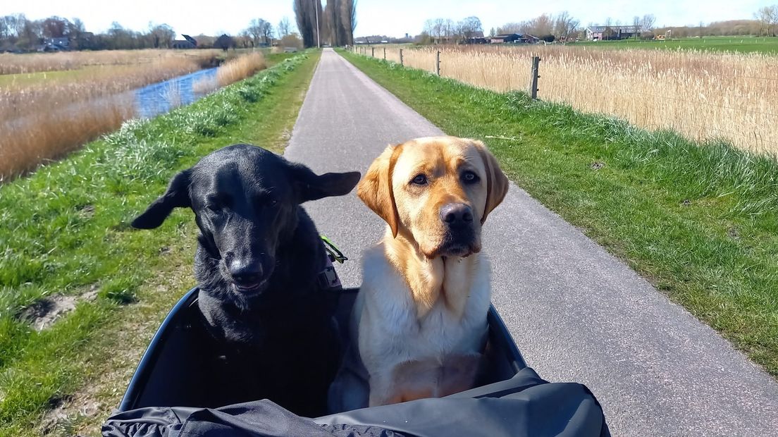 De hulphonden in de rolstoelbakfiets