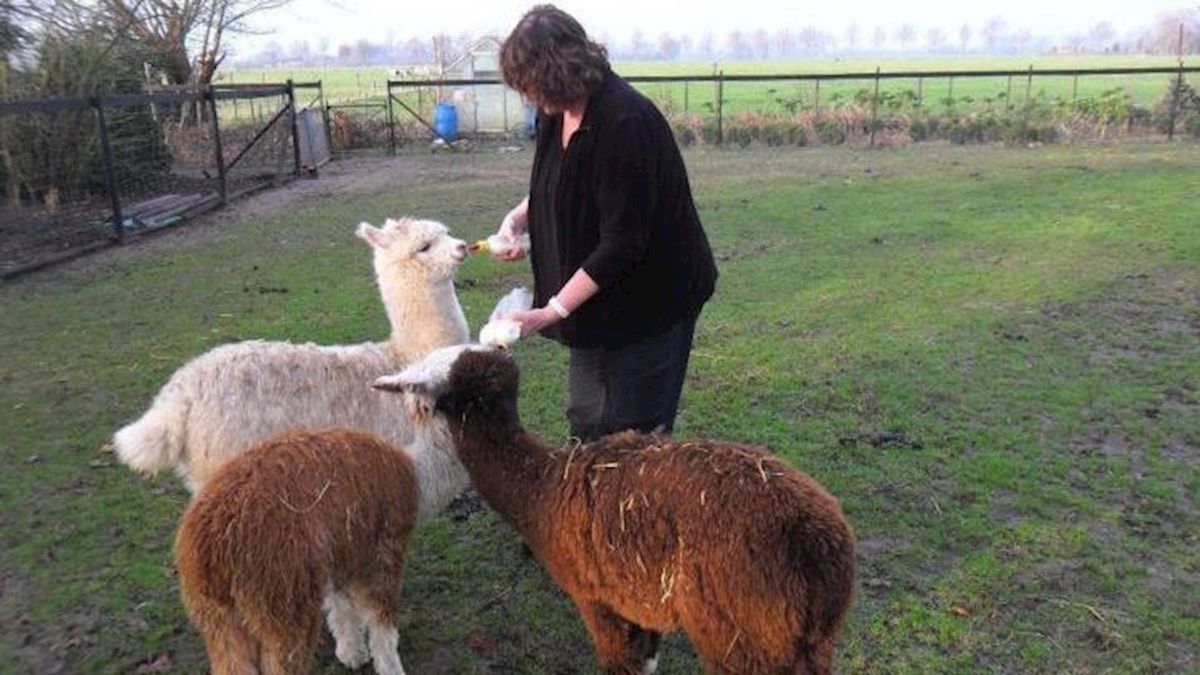 Zes alpaca's gestolen uit weiland bij Welsum
