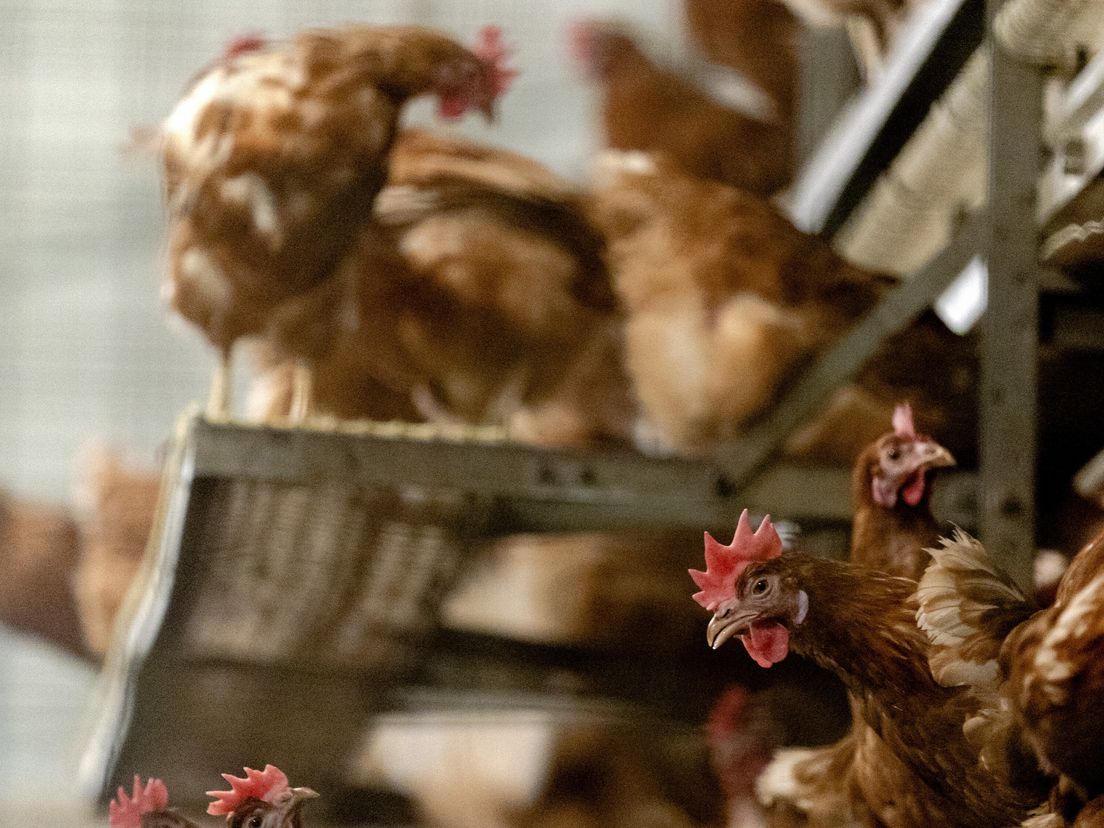Per direct landelijke ophok- en afschermplicht voor pluimvee vanwege vogelgriep