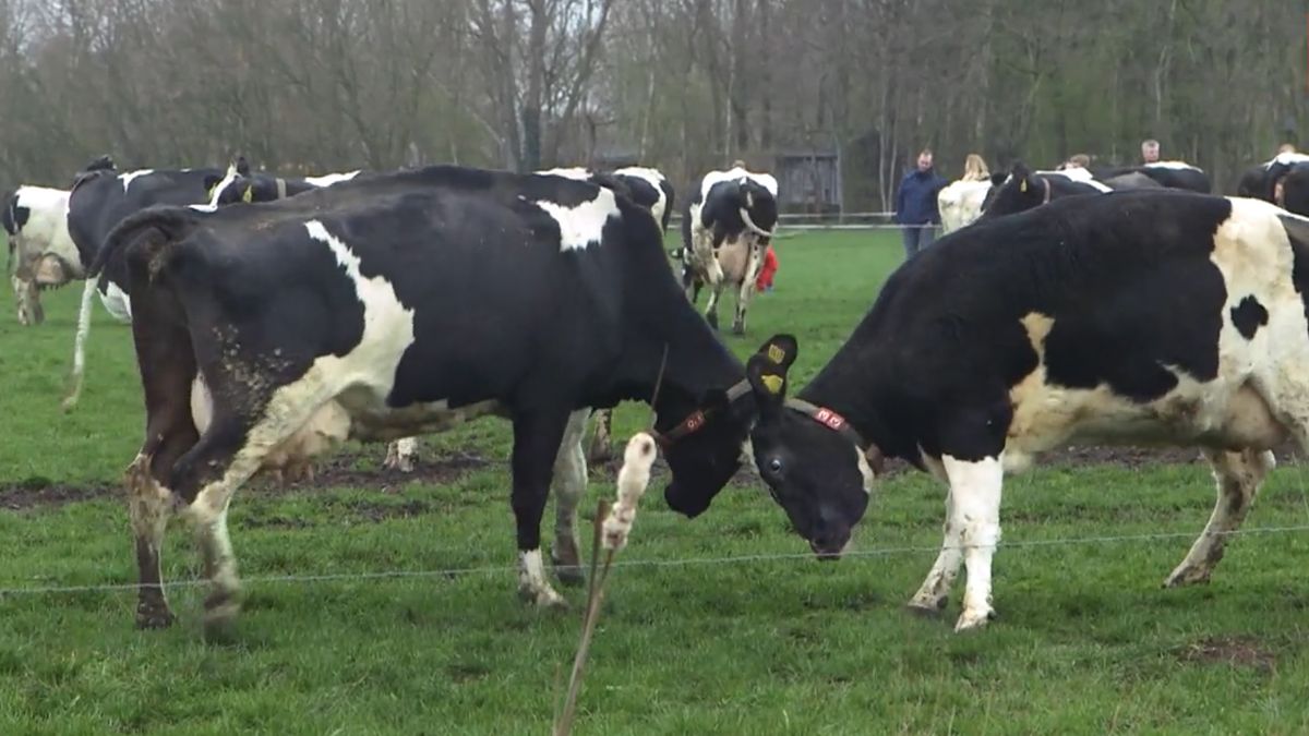 Koeiendans trekt veel publiek in 2e Exloërmond
