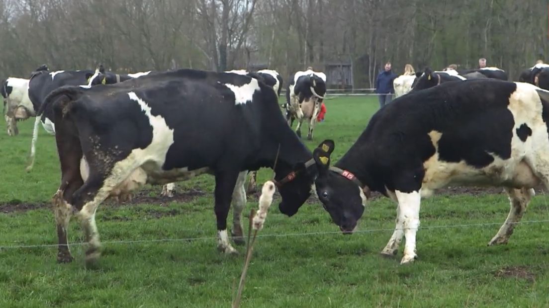 Twee derde van de koeien staat een deel van het jaar in de wei (Rechten: RTV Drenthe)