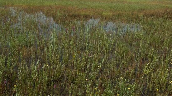 Stikstofzones leveren minder op dan gedacht