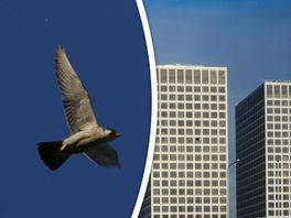 Snelste roofvogel ter wereld kiest voor Rotterdam vanwege stadsduif en hoogbouw