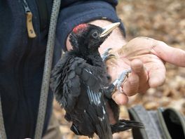 De zwarte specht is een belangrijke vogel voor de Drentse bossen