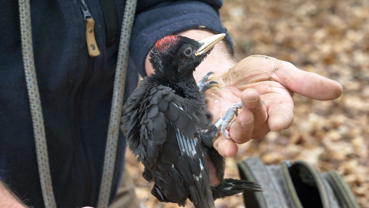 De zwarte specht is een belangrijke vogel voor de Drentse bossen