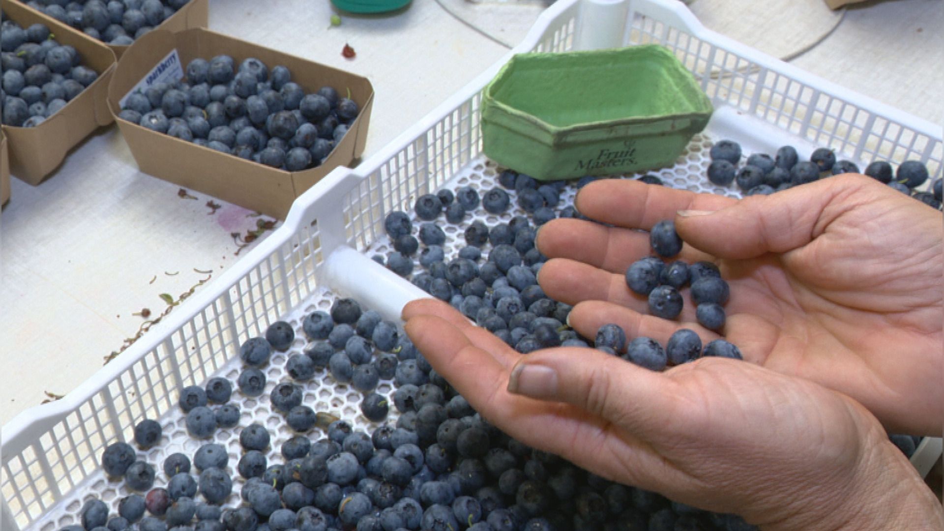 Blauwe bessen van Sparkberry