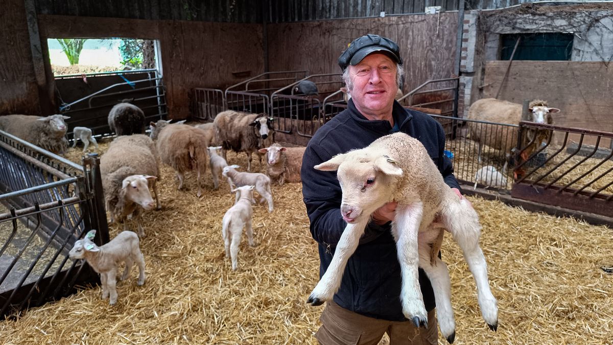 Schapenhouder uit Schalkhaar maakt zich zorgen: “Minder schapen betekent minder lammeren”