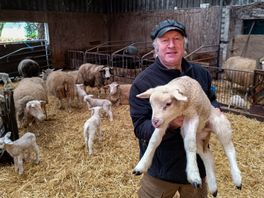 Schapenhouder uit Schalkhaar maakt zich zorgen: “Minder schapen betekent minder lammeren”