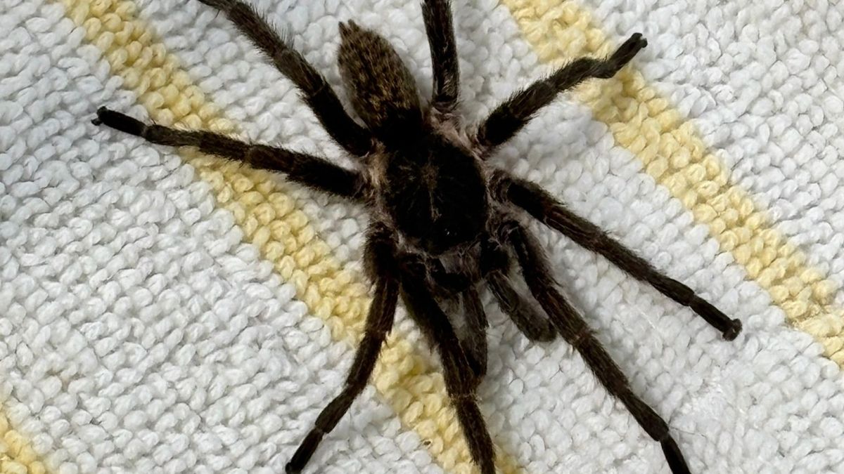 Vakantiegangers schrikken van verstekelingen in koffer: 'Je zou die schoen maar aangehad hebben'