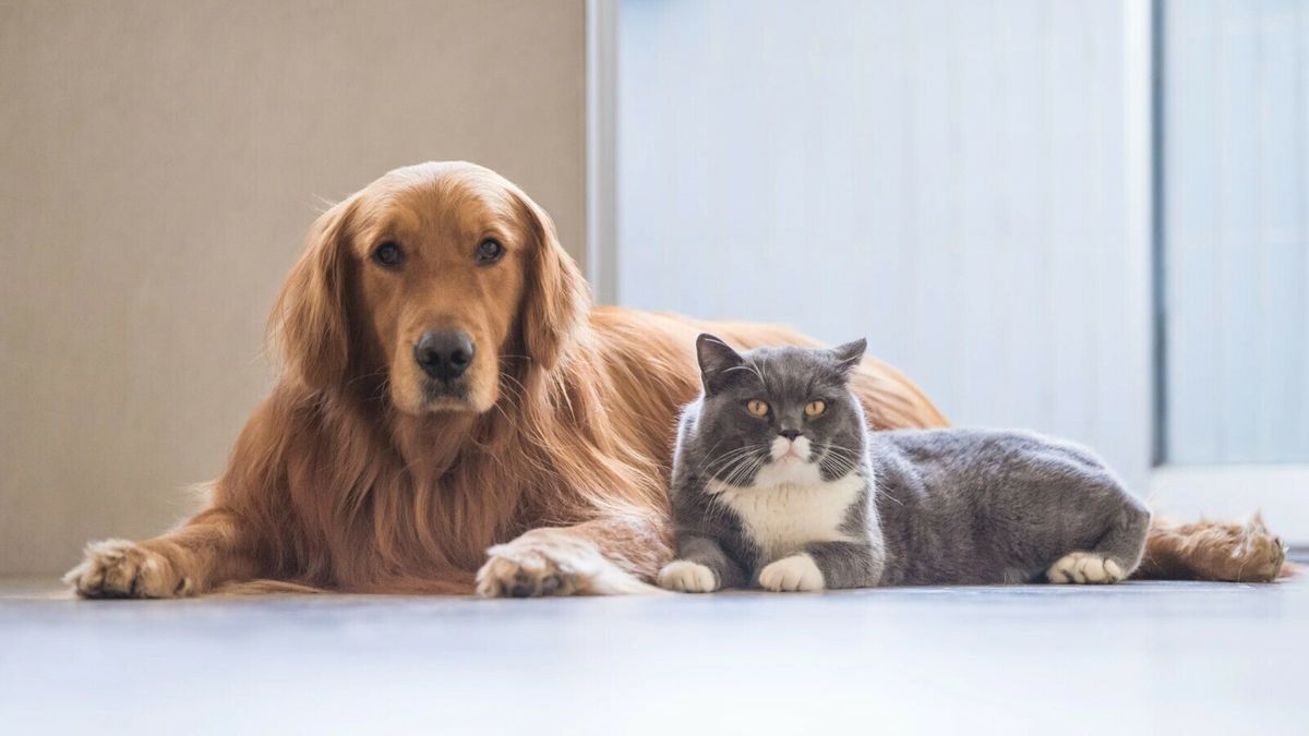 Deze huisdiernamen zijn het populairst in Zeeland