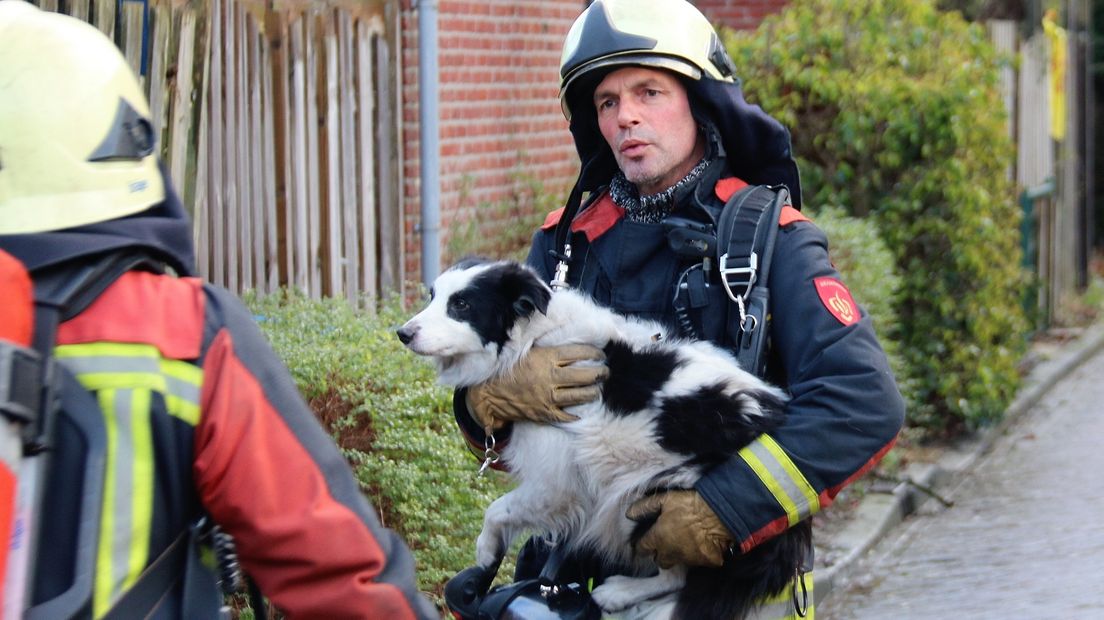 Brandweer redt hond uit brandende woning (video)