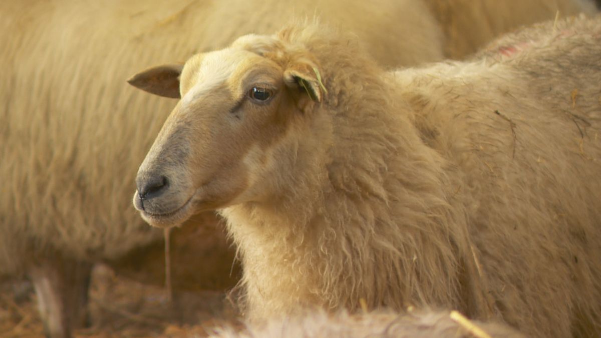 Blauwtong naar de achtergrond, maar schapensector heeft zorgen over voorjaar