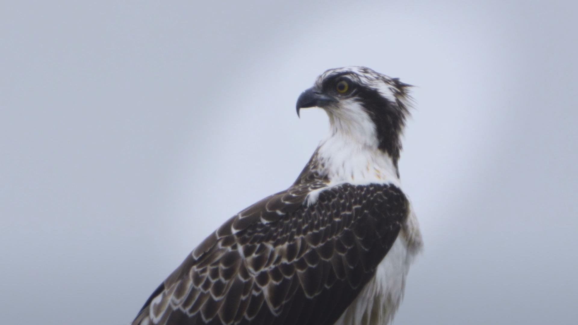 Docu Biesbosch door Arendsogen