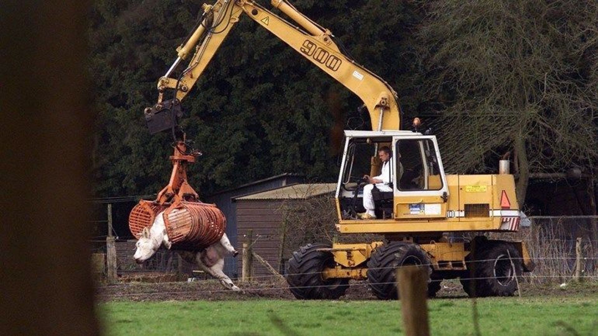 Talloze koeien werden geruimd tijdens de MKZ-crisis in 2001