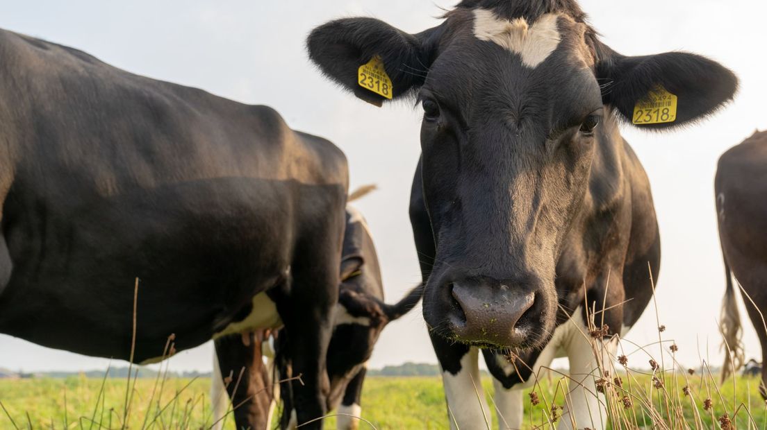 Koeien in de wei (Rechten: RTV Drenthe/Fred van Os)