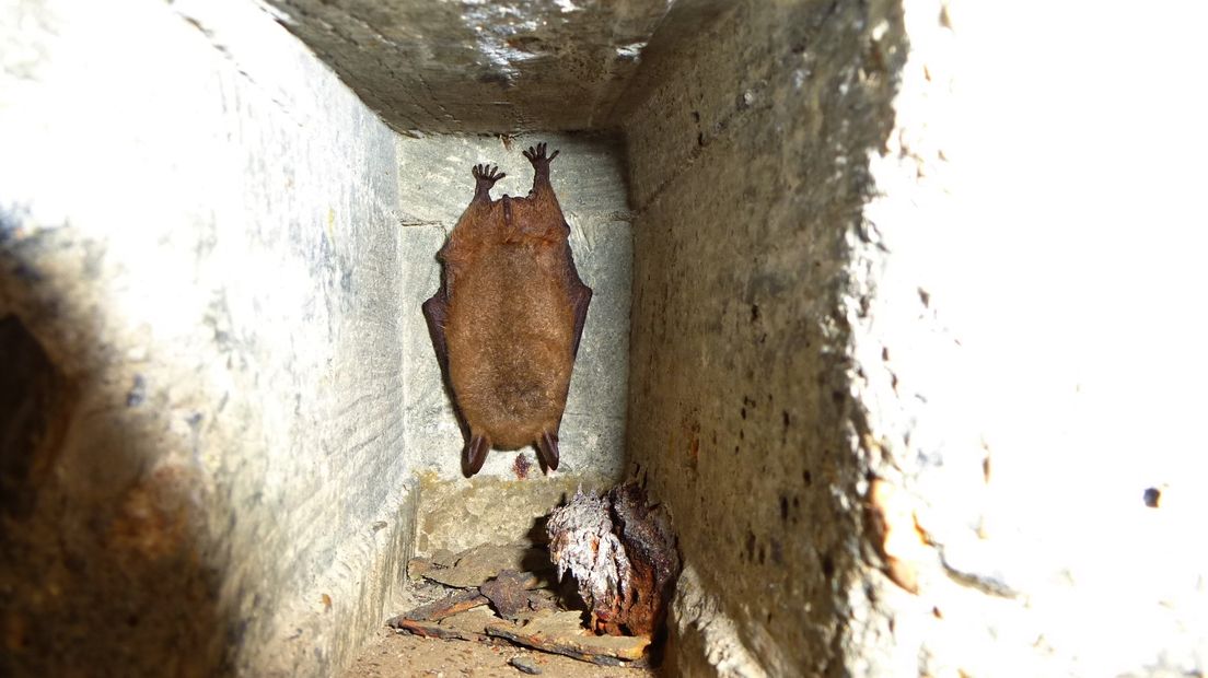 Ingekorven Vleermuis in bunker bij Burgh-Haamstede