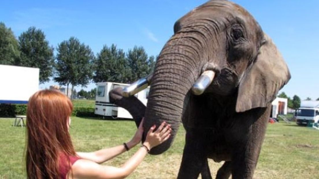 Apeldoorn: snel verbod op wilde dieren in circus