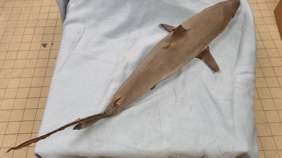 Preparaten en delen beschermde zeedieren in beslag genomen in Neer en Maastricht