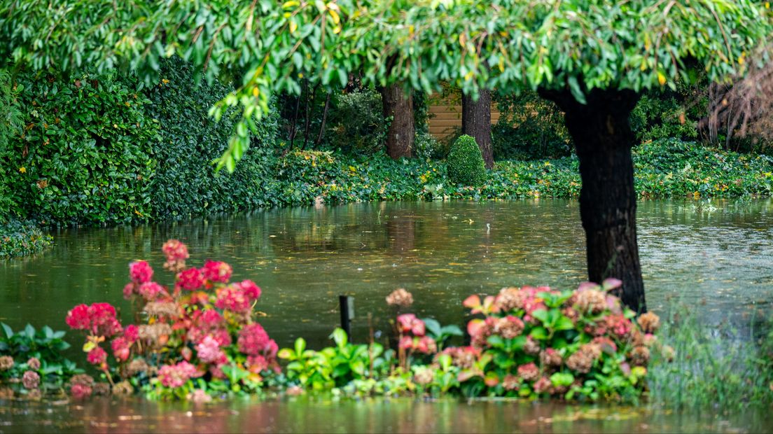 Deze tuin in Hazerswoude-Dorp is een van de overstroomde tuinen in de regio