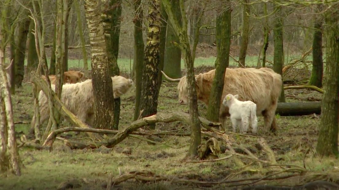 Schotse hooglanders begrazen verschillende Drentse natuurgebieden