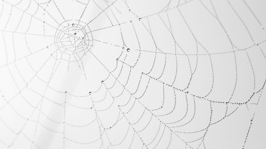 Duco fotografeerde dit spinnenweb op het Leersumse Veld