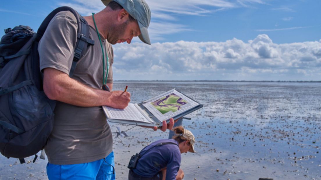 Roeland Bom van het NIOZ doet onderzoek op het wad