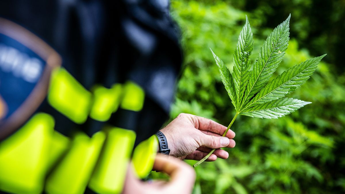 Hennepkwekerij opgerold in Hooghalen