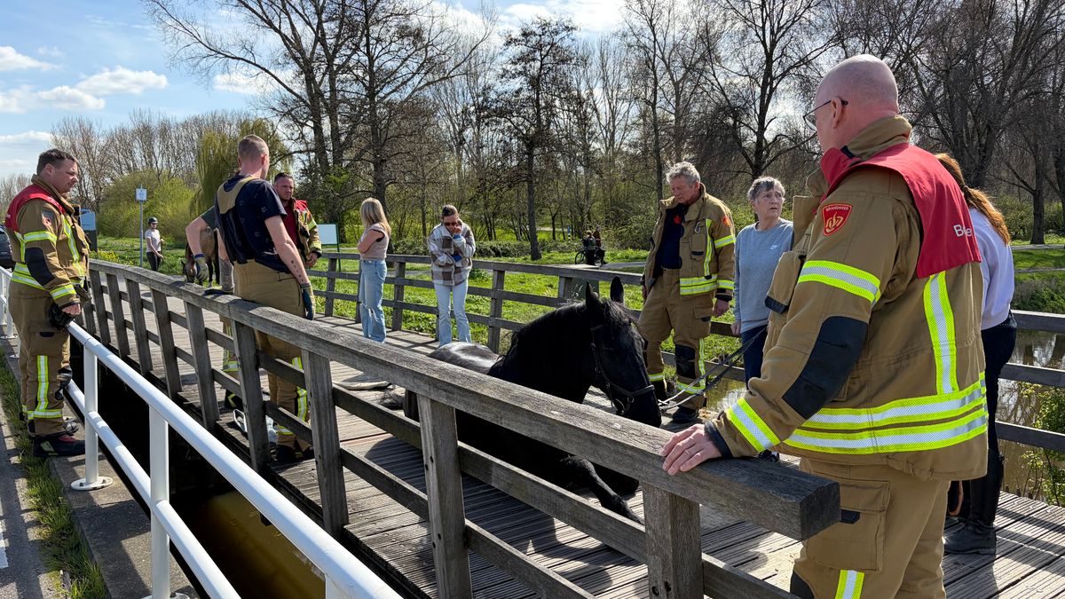 Paard zakt met been door bruggetje