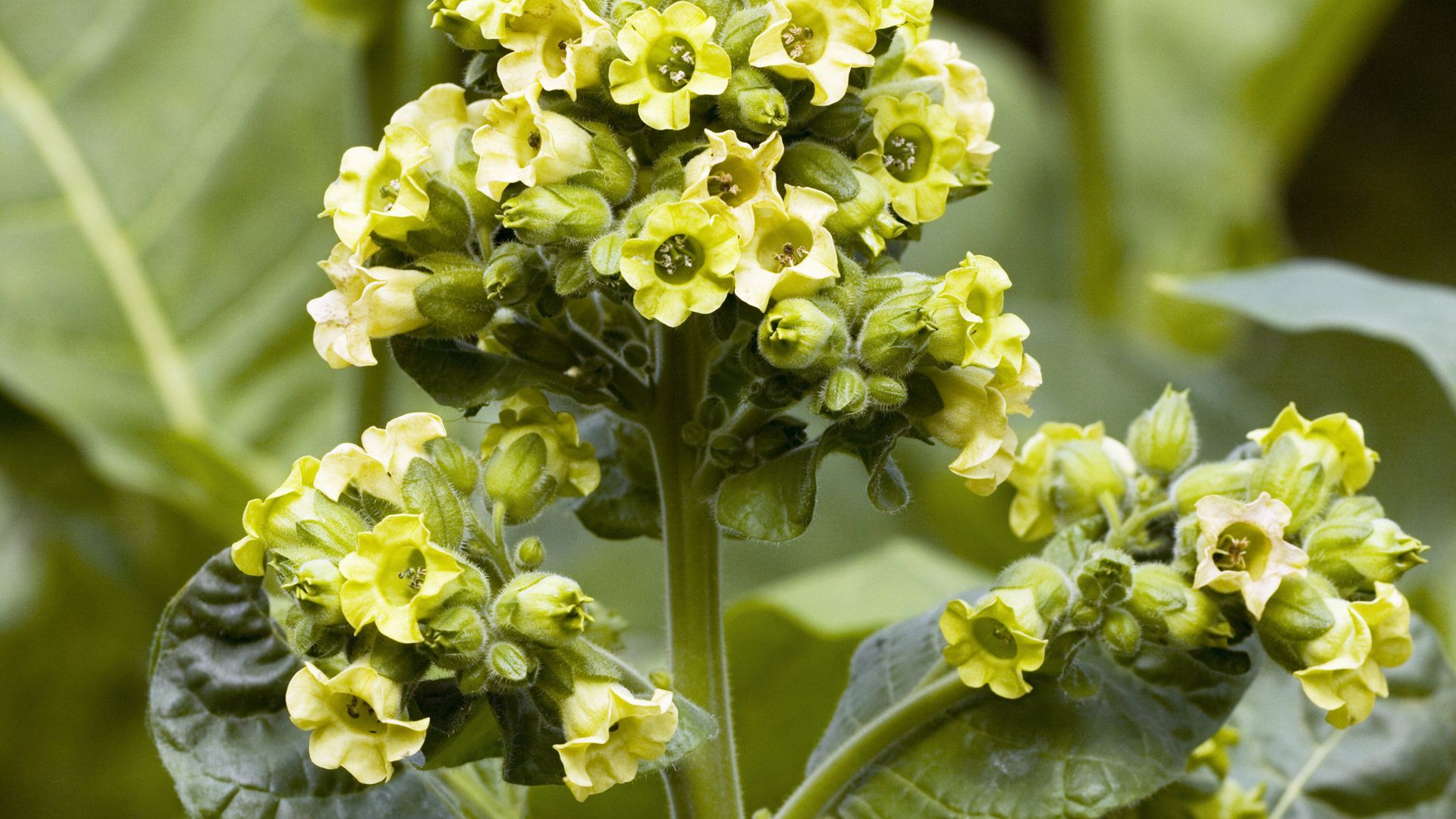 Vrouw overlijdt na plantenceremonie, hoe kan dat?