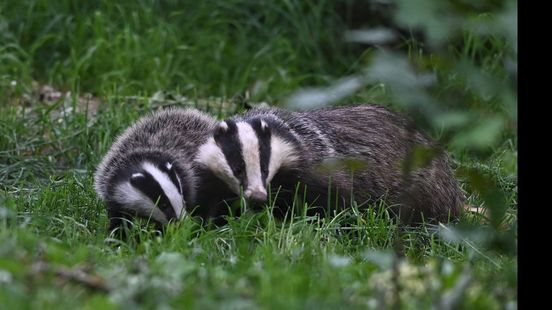 'Verontrustend': Veluwse dassenpopulatie met 30 procent afgenomen