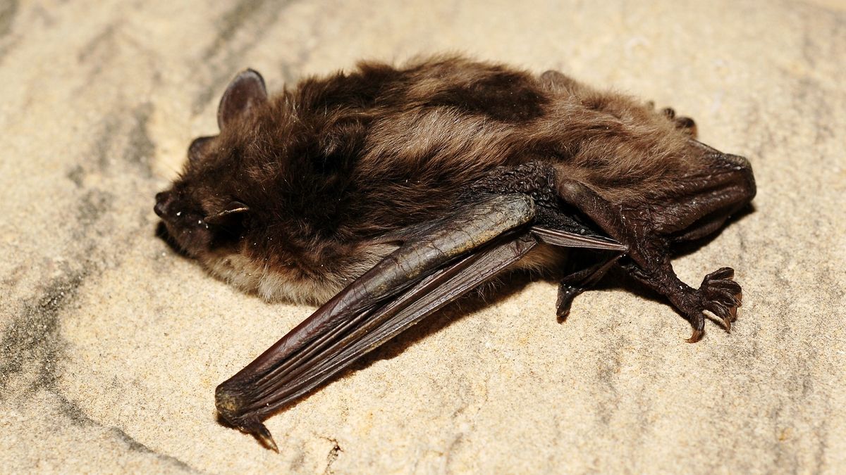 Opsporing Verzocht: 'Waar is de vleermuizenkolonie van Appingedam gebleven?'