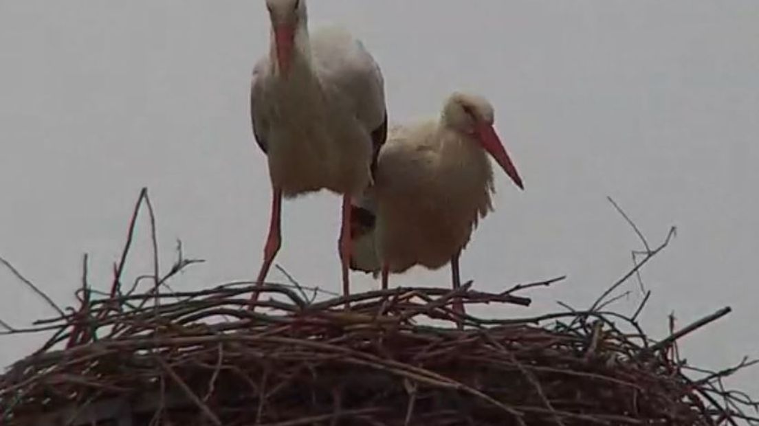 We zijn te gast bij een ooievaarsechtpaar in Wamel. Ze hebben een nest, vlak langs de Waal.