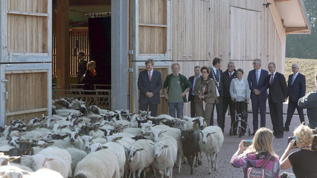 De schapen vinden hun weg naar de heidevelden. (Rechten: Kim Stellingwerf)