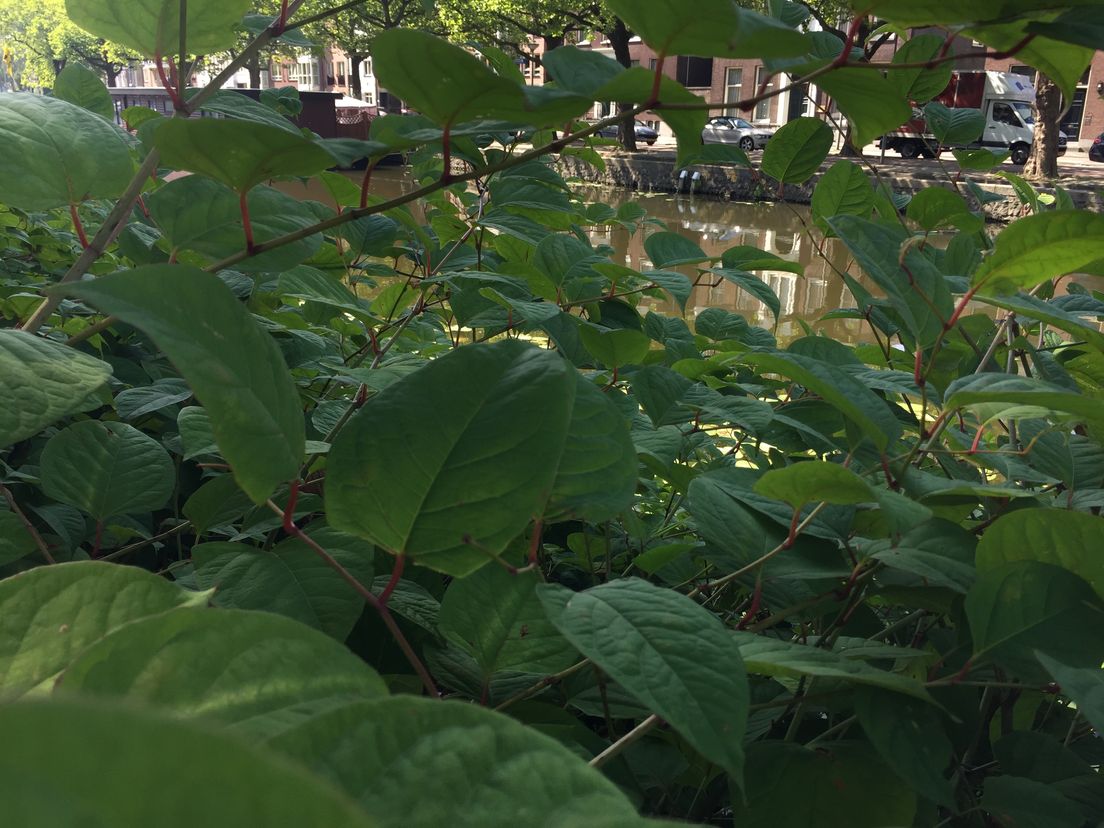 De Japanse Duizendknoop rukt op in Schiedam