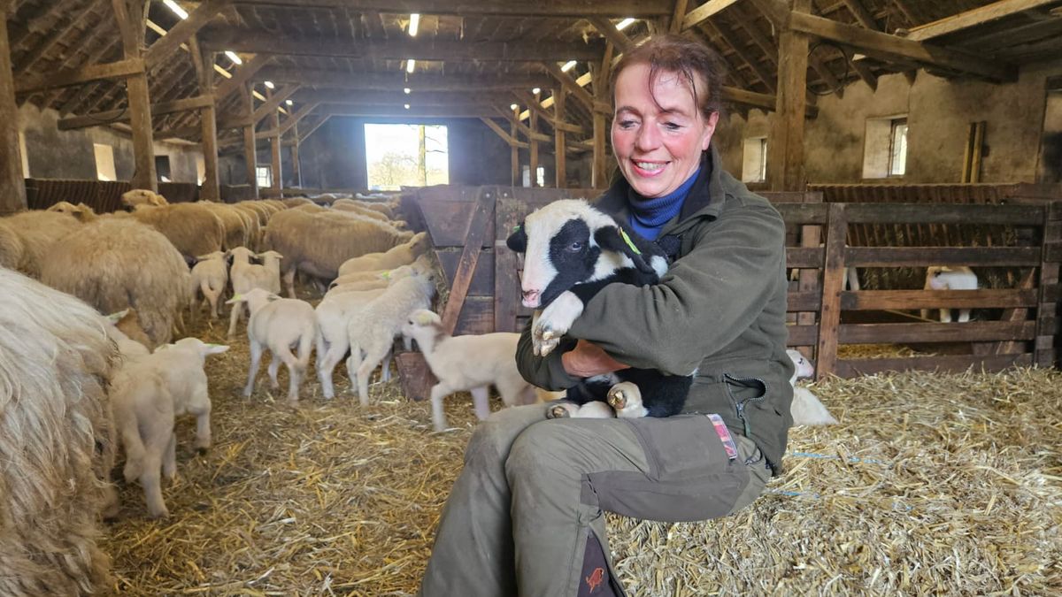 Werkweken van 80 uur voor Anita: meer dan 230 lammetjes geboren op Lemelerberg