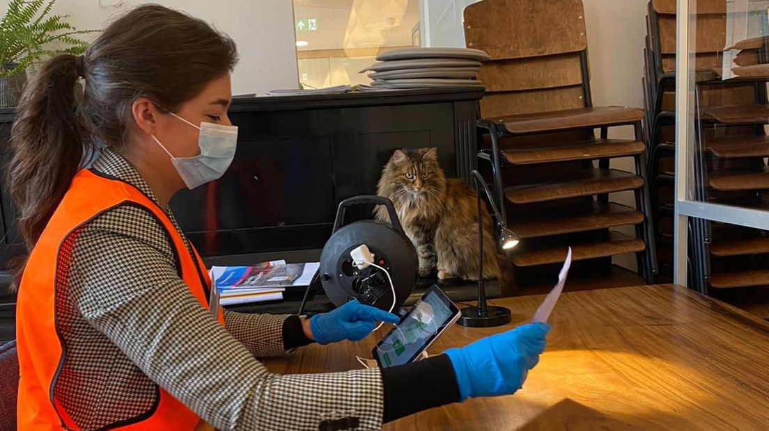 De huiskat houdt de gang van zaken nauwlettend in de gaten