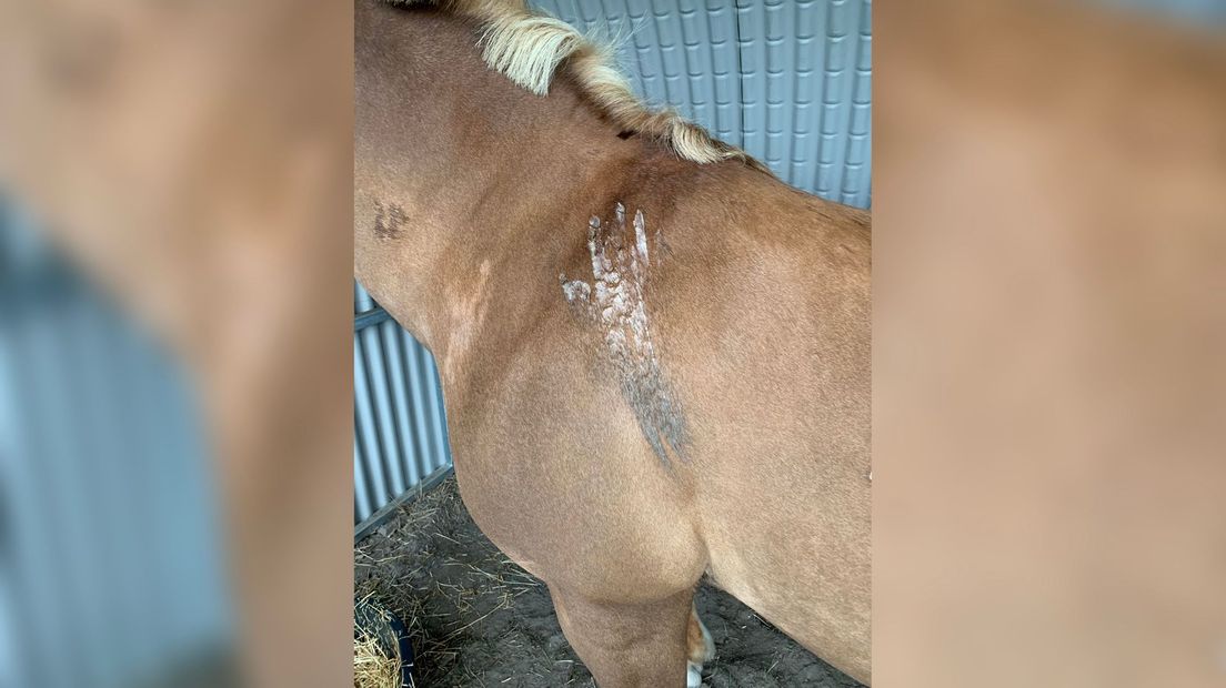 Paard aangetroffen na seksueel misbruik