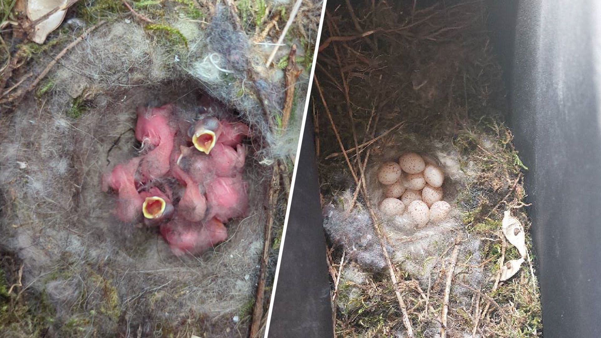 Van een rustig nestje naar tien schreeuwende snaveltjes.