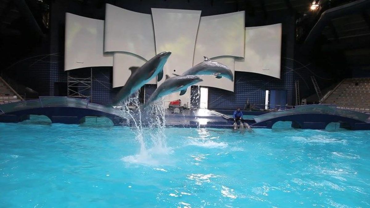 Ondanks fokverbod nog mogelijk halve eeuw dolfijnen in Dolfinarium