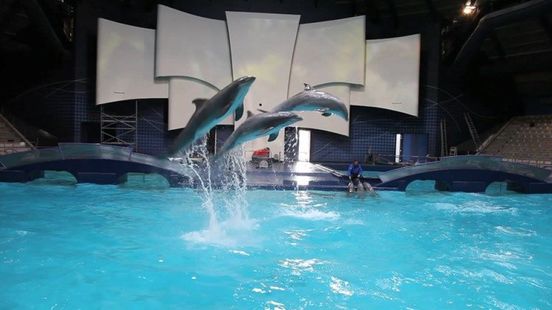 Ondanks fokverbod nog mogelijk halve eeuw dolfijnen in Dolfinarium