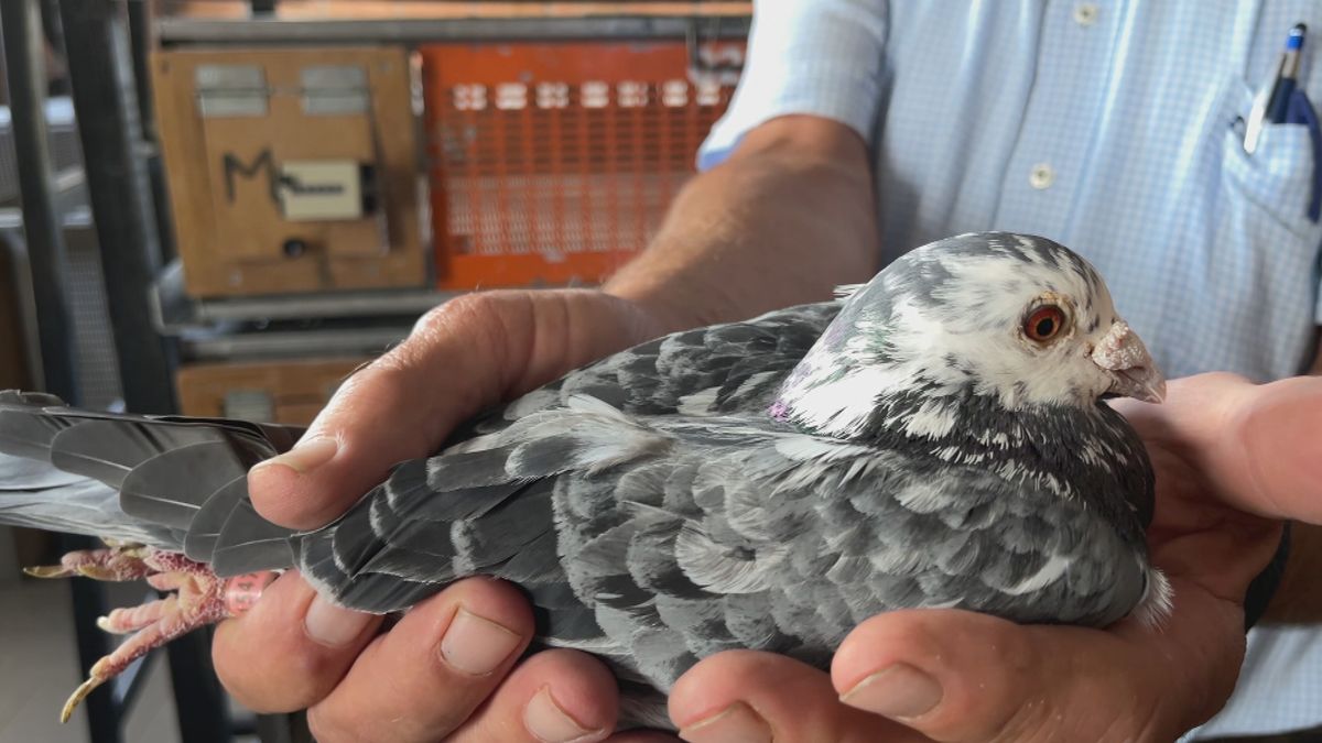 Dieven slaan opnieuw toe bij duivenmelker in Harkema