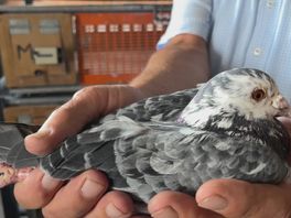 Dieven slaan opnieuw toe bij duivenmelker in Harkema
