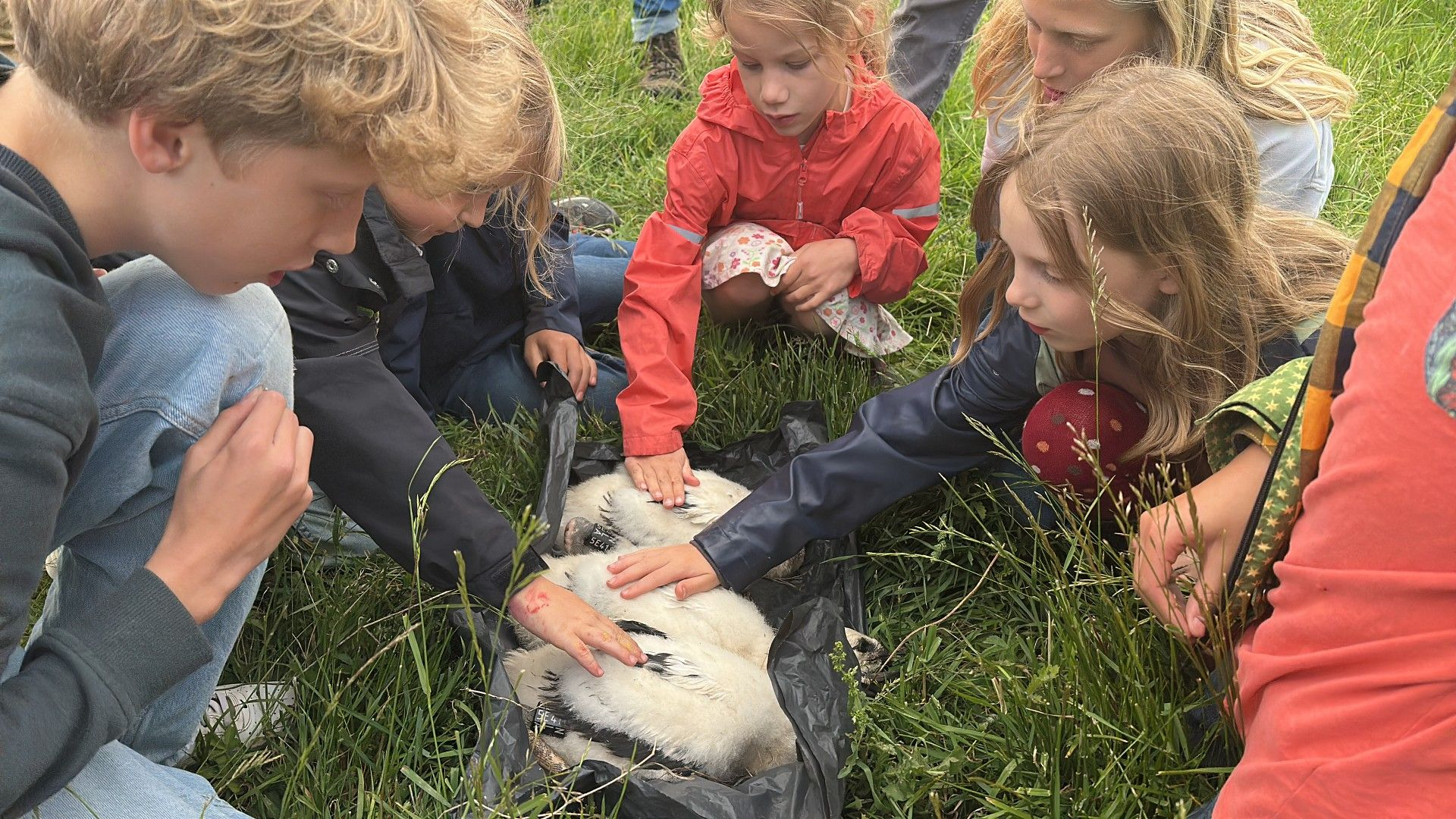 Holmer moet meters de lucht in voor deze vogels