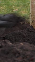 Anne Frankboom in Nieuwlande