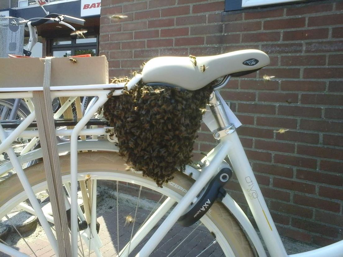 Martin de Ruiter ziet wel vaker bijen op gekke plekken