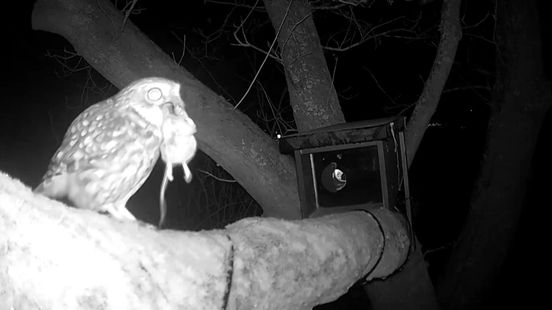 Steenuil heeft een dikke muis gevangen