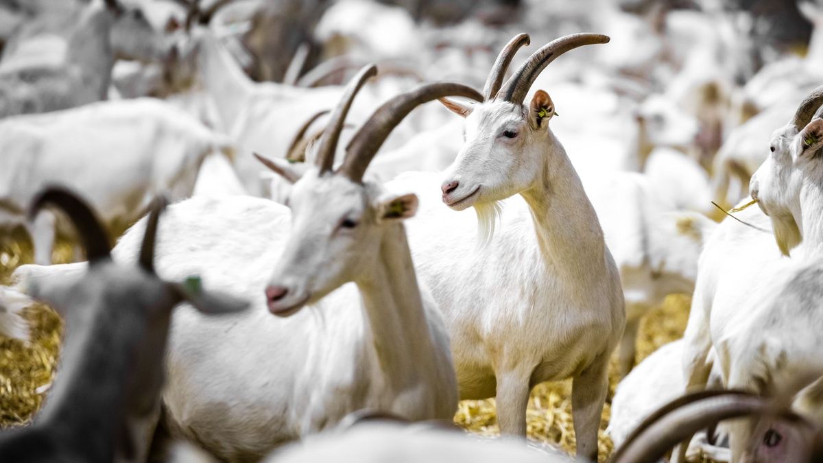 Culemborg zet bouwplannen bij geitenhouderijen op pauze