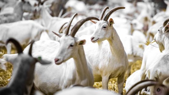 Geen woningen binnen 500 meter van geitenhouderij in Culemborg