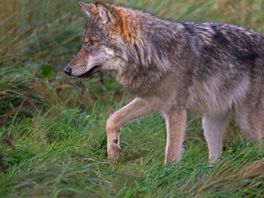 Kabinet steunt plan om beschermde status van wolf af te zwakken